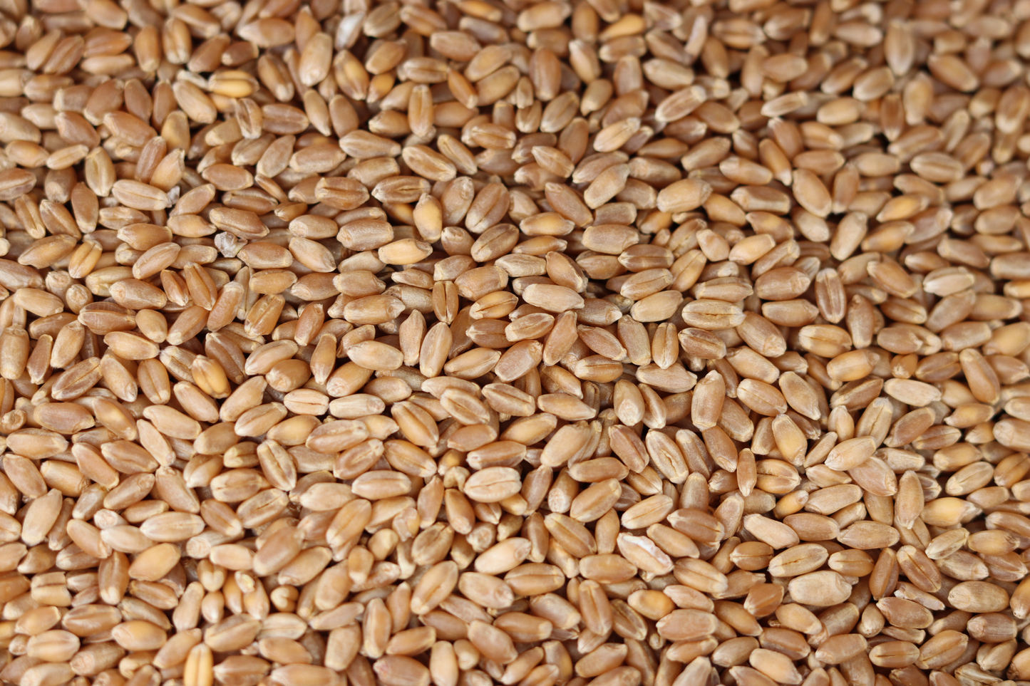 Hard Wheat Berries Bulk